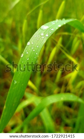 Close-up on blade of grass with dew on it