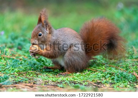 Squirrel (Sciurus vulgaris) in search of food wildlife, Germany