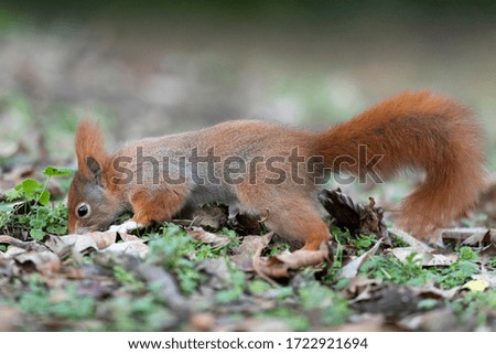 Squirrel (Sciurus vulgaris) in search of food wildlife, Germany