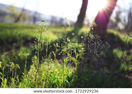 Macro photo of plants at sunrise in a spring forest.