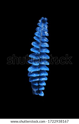 Pantone classic blue trend color of 2020 fern leaf on isolated black background.