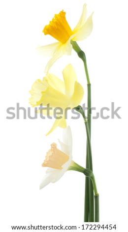 Studio Shot of Yellow and White Colored Daffodil Flowers Isolated on White Background. Large Depth of Field (DOF). Macro. Symbol of Self-love and Respect.