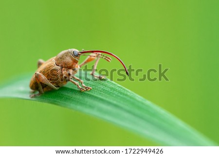 A weevil sitting on a grass blade against a green background
