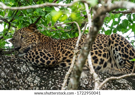 Leopard wild animal laying on the tree in jungle, Yala National Park, Sri Lanka 