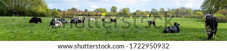 Panoramic view of happy cows grazing in the pasture in spring with rape fields in the background