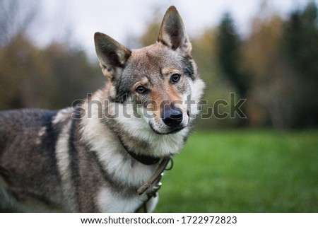 Dog of the Czechoslovakian wolfdog breed (Czechoslovakian wolves dog) in a collar in summer outdoors, outdoors Royalty-Free Stock Photo #1722972823