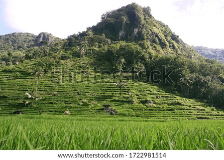 beautiful view of green rice fields on the hillsides