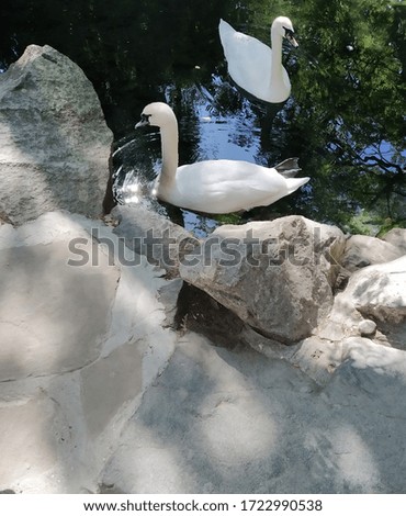 two beautiful white swans swimming in a pond ( photo )