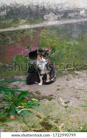 hungry tricolor cat with a small black kitten on the background of an old wall
