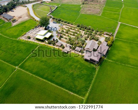 Aerial view from flying drone of Field rice with landscape green pattern nature background, top view field rice, with Coffee Shop