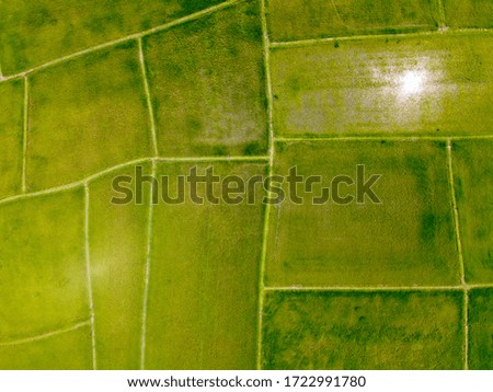Aerial view from flying drone of Field rice with landscape green pattern nature background, top view field rice