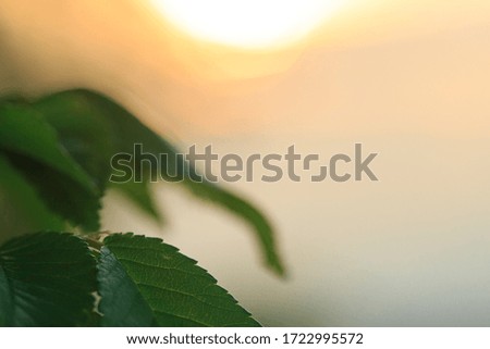 Green leaves on a background of sunset or sunrise