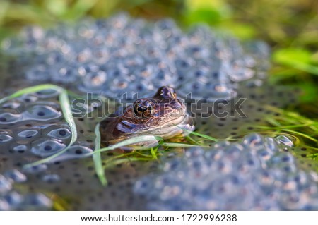An adult frog sits in the middle of a large clump of frogspawn its head and shoulders above the water. One of the buildings surrounding the urban pond is reflected in its eye Royalty-Free Stock Photo #1722996238