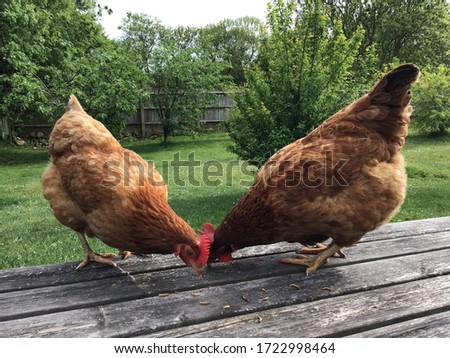 Two pet free range hens, enjoying their favourite treat of dried meal worms on a sunny day in a back garden. Royalty-Free Stock Photo #1722998464