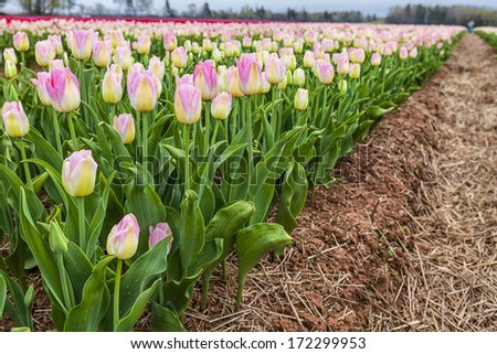 Rows of colorful spring tulips.