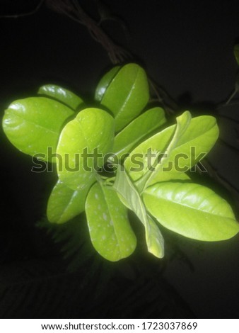Leaf photo which is shooted by me in this season and thi is so awesome picture . This leafe is full uf greenness