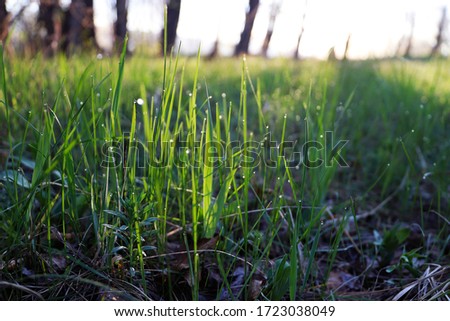 Macro photo of spring grass at sunrise.