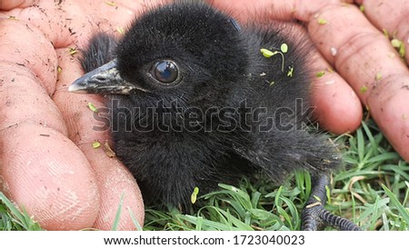 White breasted waterhen cute chick 