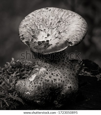 An isolated black and white small mushroom growing in the forest 
