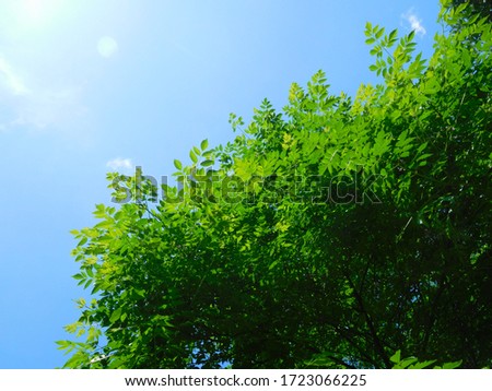 Neem tree or
Azadirachta indica, branches and leaves shining in full sunny day giving shades of lush green color having olive like fruit of neem plant and light purple leaves with  blue sky background