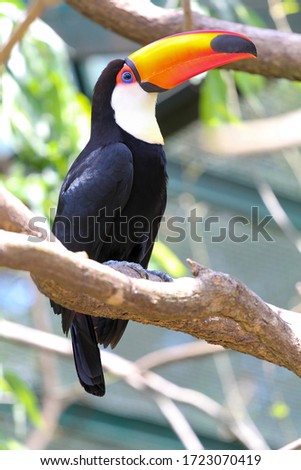 colorful toucan on a tree, bird in natural landscape.