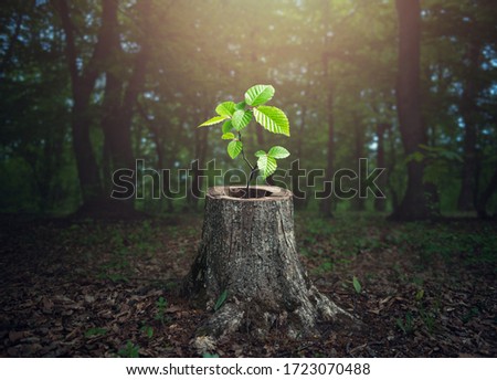 Young tree plant emerging from old tree stump Royalty-Free Stock Photo #1723070488
