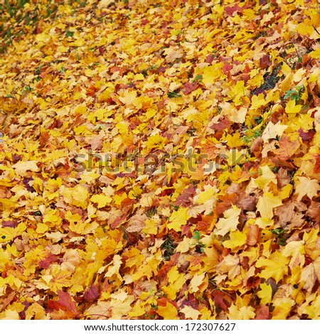 Surface covered with colorful maple leaves as an autumn background