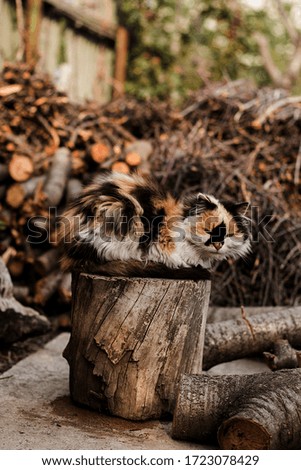 a cat on a stump