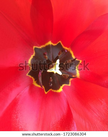 Macro photo of red, opened tulip. Inner view.