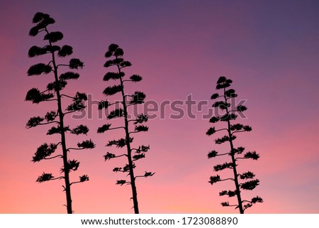 A stunning, colourful and peaceful sunset scene with silhouettes of agave flowers, Algarve summer, Portugal.