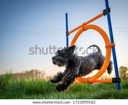 little black dog on agility jumps over a circle at sunset Royalty-Free Stock Photo #1723090582