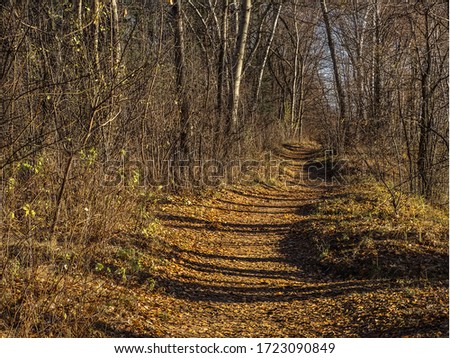 Walk through the autumn forest