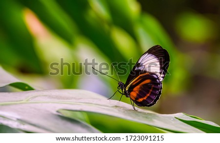 closeup of a postman butterfly on a leaf, nature background, tropical insect specie from America