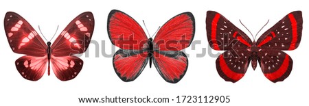 red tropical butterflies isolated on a white background. moths for design