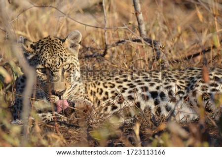 Leopard cleaning after kill and eyeing the photographer 