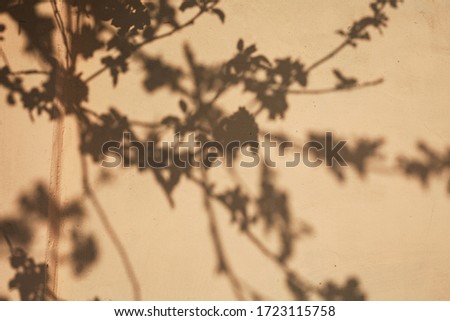 The shadow of the tree falls on the wall of the house.Background image

