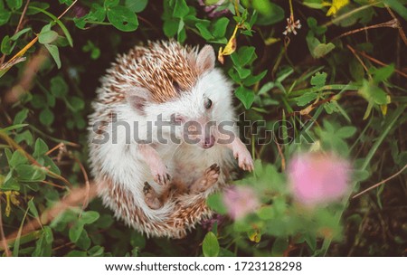 a cute hedgehog trying to touch a flower on the clover meadow