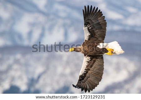 The Steller's sea eagle, Haliaeetus pelagicus  The bird is flying in beautiful artick winter environment Japan Hokkaido Wildlife scene from Asia nature. came from Kamtchatka
