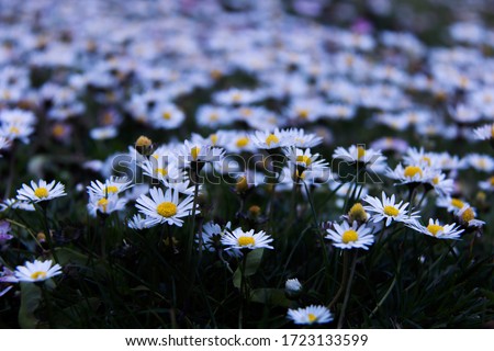 A closeup of a field of daisies. 