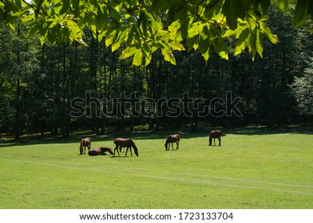 Horses on the loose in an open field eating grass Royalty-Free Stock Photo #1723133704