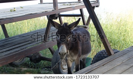 Portrait of a donkey. Donkey in the countryside Royalty-Free Stock Photo #1723133707