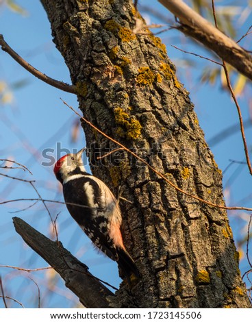 Woodpecker. This photo was taken in the outskirts of Kiev. The photo shows a motley woodpecker in a food search. This bird inhabits a fairly diverse forest landscapes.