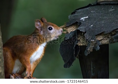 European brown squirrel in summer coat on a branch in the forest