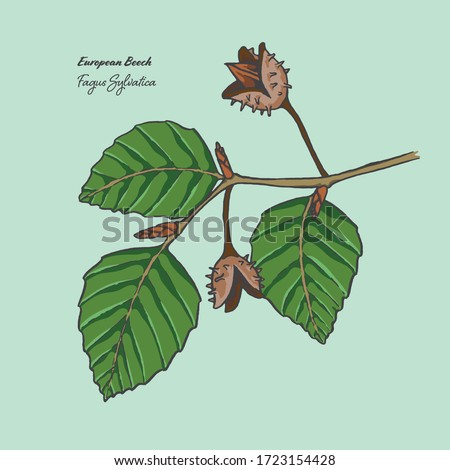 Vector illustration of the leaf and nuts of a Fagus Sylvatica, commonly known as a European Beech Royalty-Free Stock Photo #1723154428