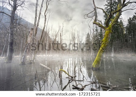 Mystic foggy swamp with dead trees Royalty-Free Stock Photo #172315721