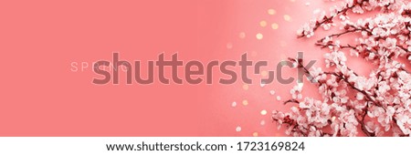cherry flowers on a pink colored background. Spring mood. Place for text. Template banner, poster, website header.