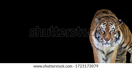 Tiger portrait isolated on black background, spectacular majestic proud animal walking forward, wide panoramic banner with panthera tigris and empty copy space
