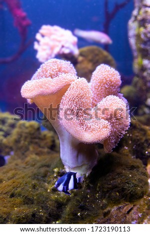 Sea Reef - Purple Giant Carpet Sea Anemone Stichodactyla gigantea
