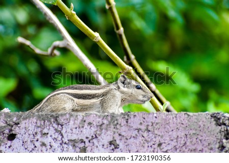 squirrel on the wall staring and calling another squirrel by squawking. animal background wallpaper.