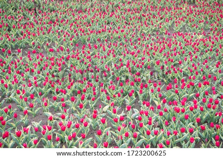 Good plant. nature beauty and freshness. Growing tulips for sale. plenty of flowers for shop. tulip blooming in spring. bright tulip flower field. summer field of flowers. gardening and floristics.